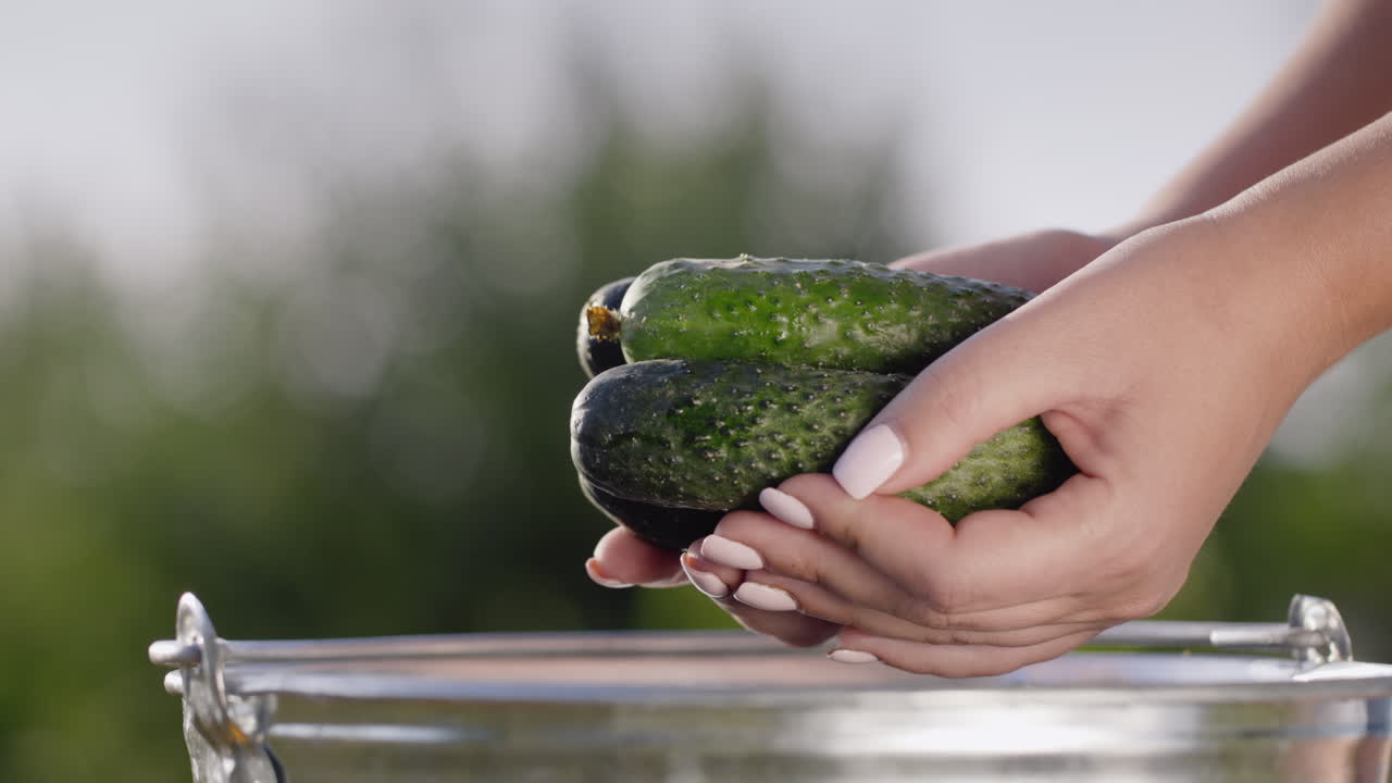 한 여자가 양동이에 신선한 즙이 많은 오이를 씻는다
