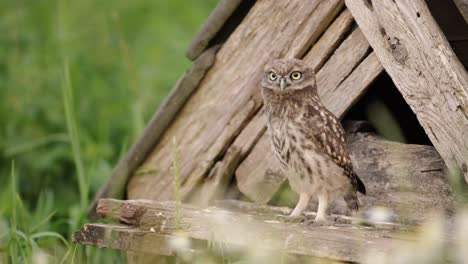 Owl-raising-its-head-while-looking-out,-static