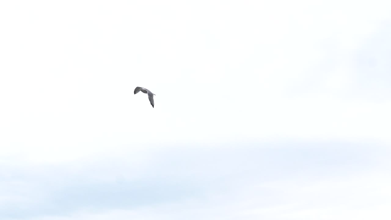 A Seagull flying in Slow-Motion infront of a clear sky, passing trees.