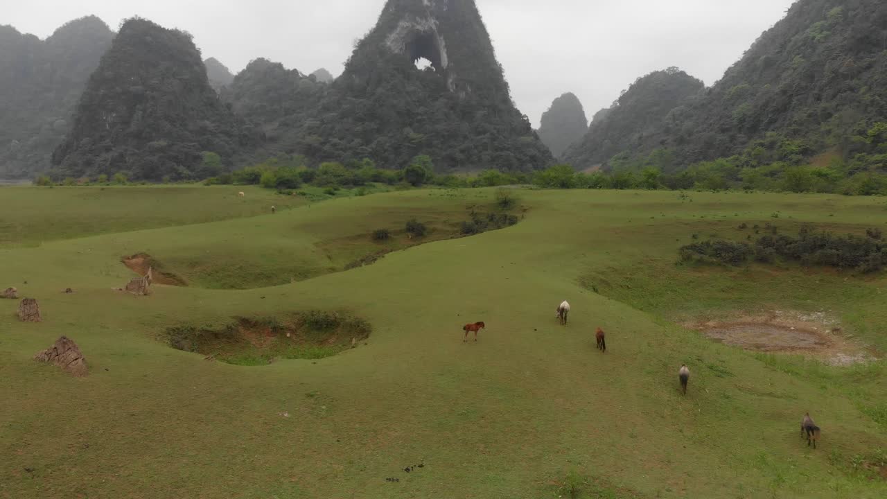Wide view of grazing horses at Cao bang Vietnam, aerial