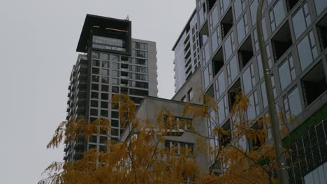 autumnal tree with city skyline in montreal, quebec, canada