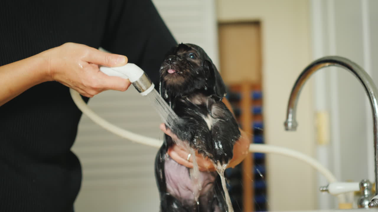 mujer lava cachorro negro