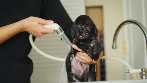 woman washes black puppy