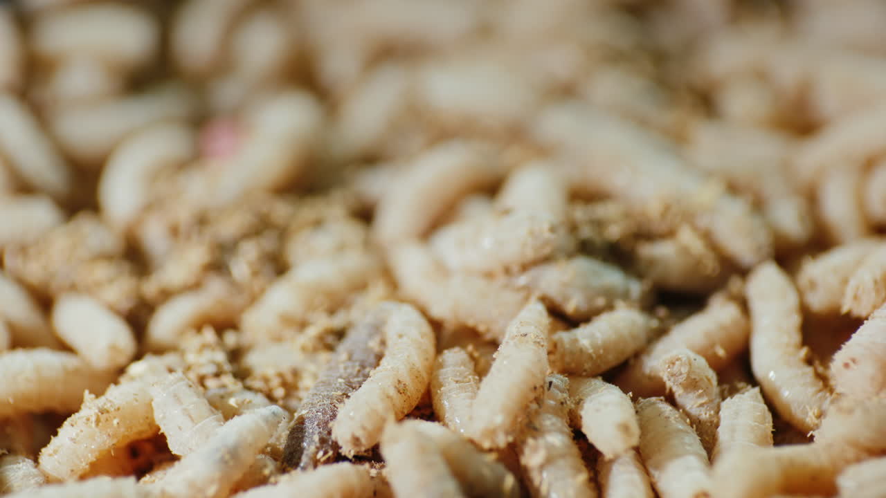 수많은 흰 구더기의 배경 1