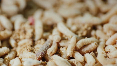 Background of a multitude of white maggots 1