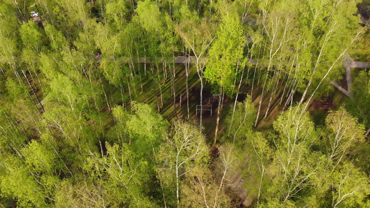 Green vibrant forest and pathway on sunny day, aerial drone view