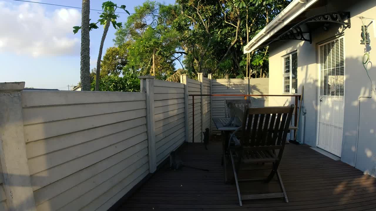 Vilde grå vervetaber leger på en veranda og mur i et boligområde i Sydafrika