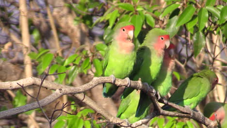 group-of-six-rosy-faced-lovebirds-on-a-tree-with-matching-color-leaves,-changing-position,-coming-and-going,-close-up-shot
