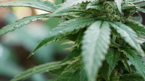 close-up of a dense cannabis bud covered in frosty trichomes, showcasing its potent resin production.