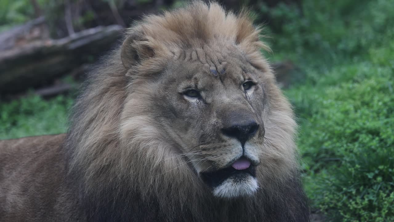 Close-up of a majestic lion with a large mane