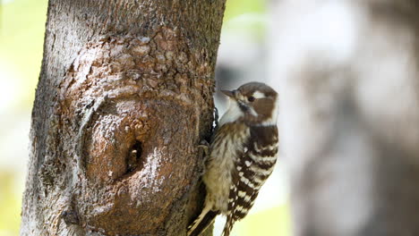 japanese pygmy woodpecker pecking bark perched on tree trunk and clambers side searching food