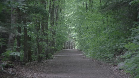 sunlight illuminating empty mountain trail