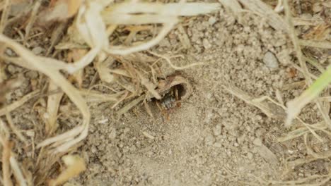 close up of ant moving through straw covered soil in warm light, antennae scanning