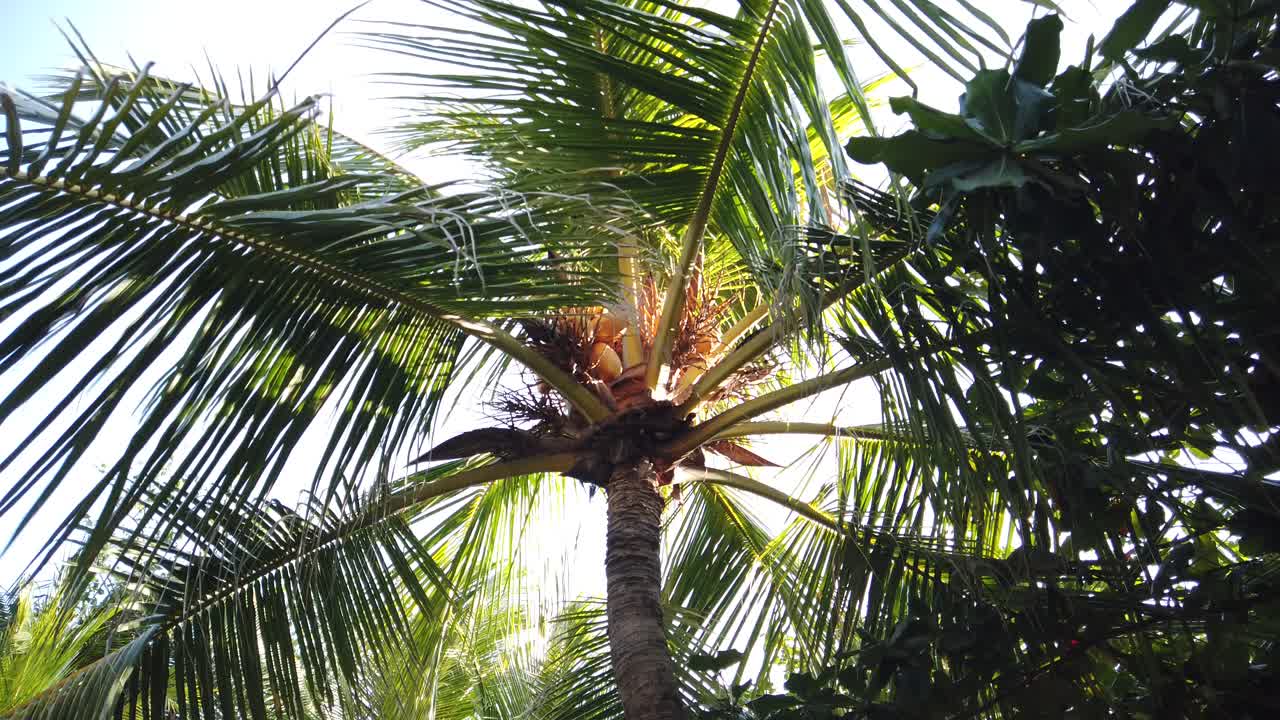 hermosa palmera filmada con cámara 4k en bali indonesia nusa penida