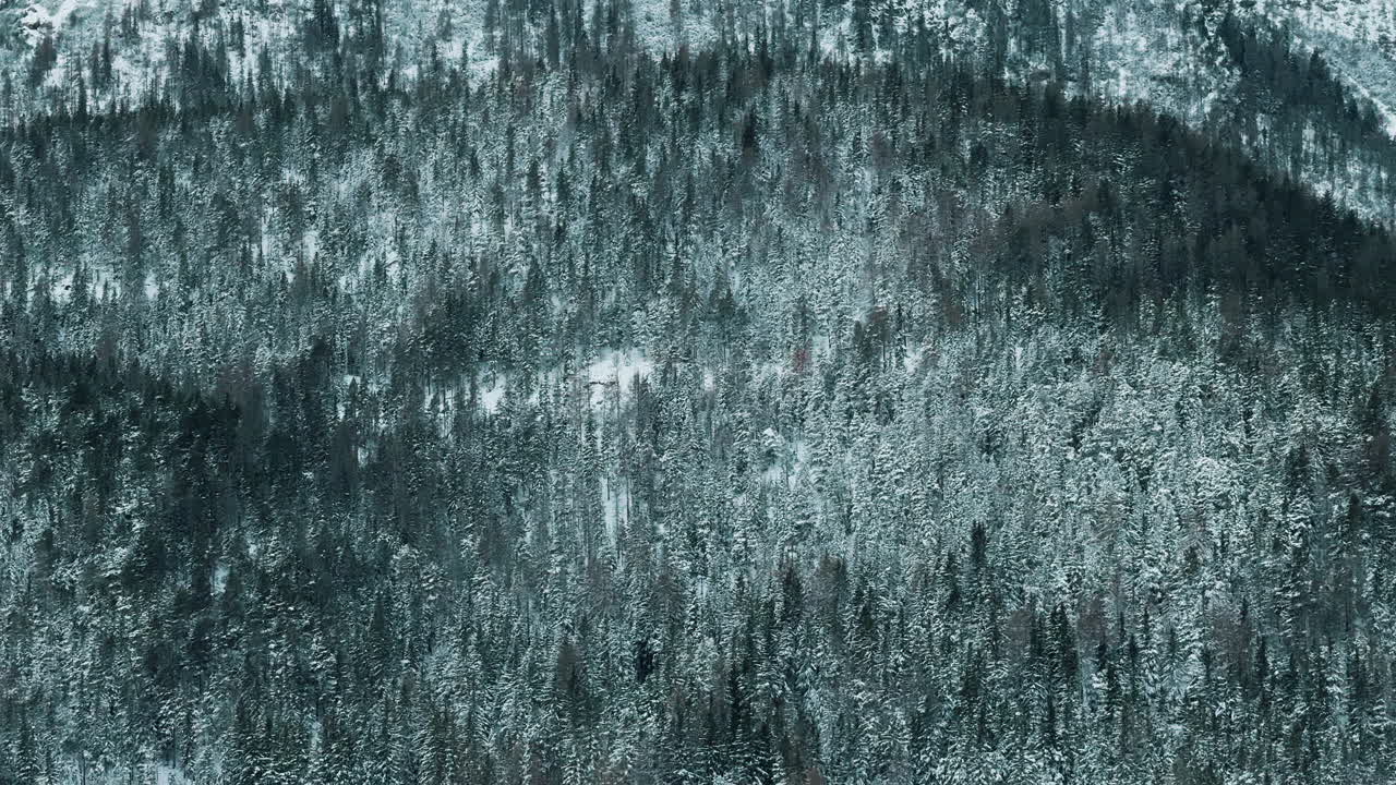 bosque de montaña nevado
