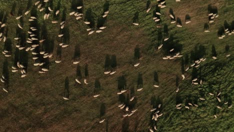 Zoom-Aéreo-En-La-Toma-De-Cientos-De-Ovejas-Blancas-Pastando-En-Un-Prado-En-Un-Día-De-Finales-De-Verano-En-Sihla,-Eslovaquia