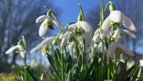 white tulips sways on the wind on a sunny day with blue sky as a background