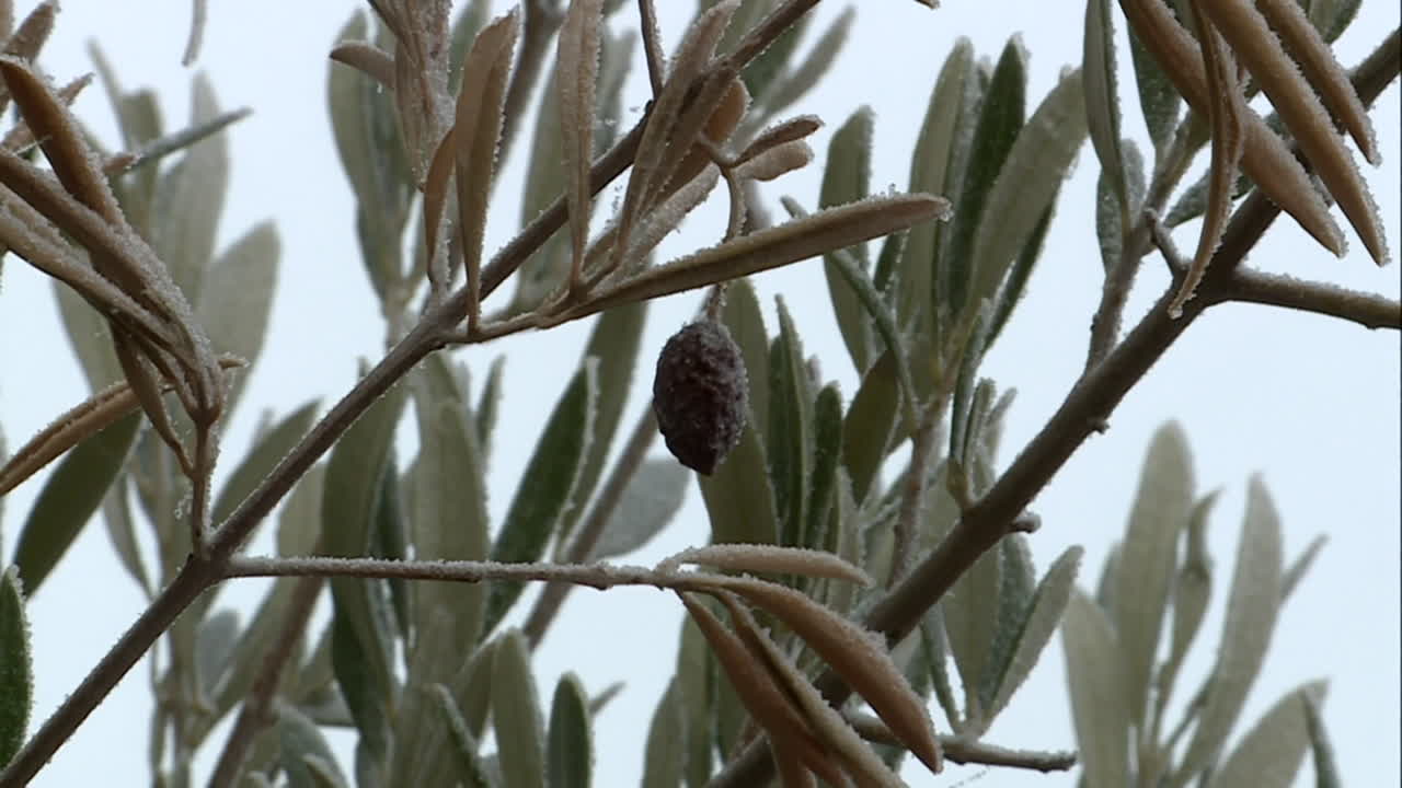 Frozen Olive Tree Branch