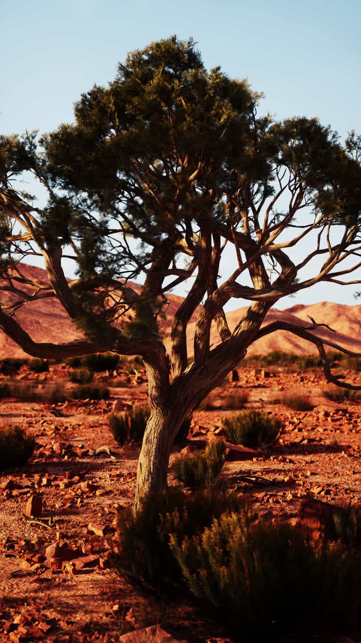 árbol solitario en el desierto