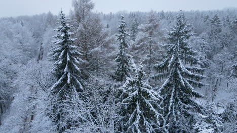 panorama of frosty spruce trees with empty road during winter in deby, poland