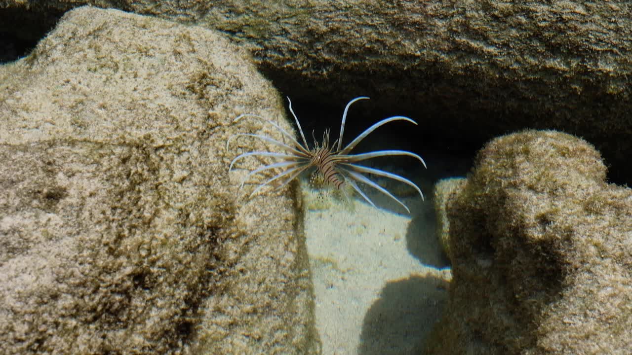 맑은 바다에 길고 복잡한 지느러미가 있는 라이언피시, 산호초의 자연 서식지에 있는 해양 열대 종 사자 전갈 물고기에 가깝습니다.
