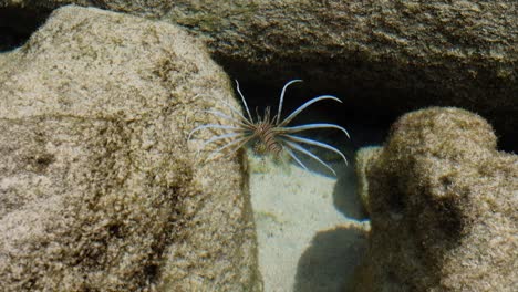 un pez león con aletas largas e intrincadas en un océano cristalino, cerca de especies marinas tropicales pez escorpión león en hábitat natural en arrecifes de coral