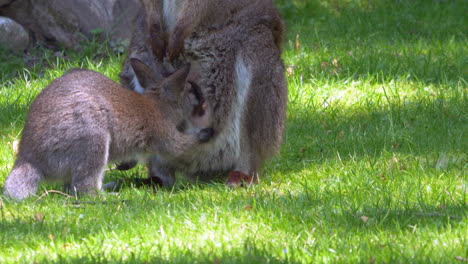 canguro bebé bebiendo leche de un adulto y pastando en un prado verde, primer plano