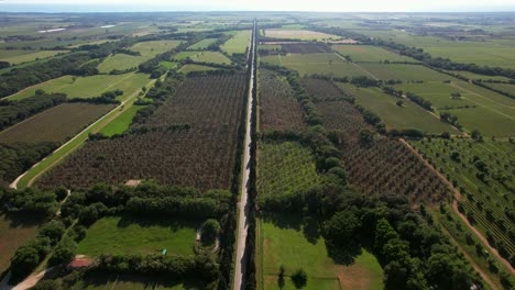 Aerial-video-of-Viale-dei-Cipressi-in-Bolgheri,-Italy