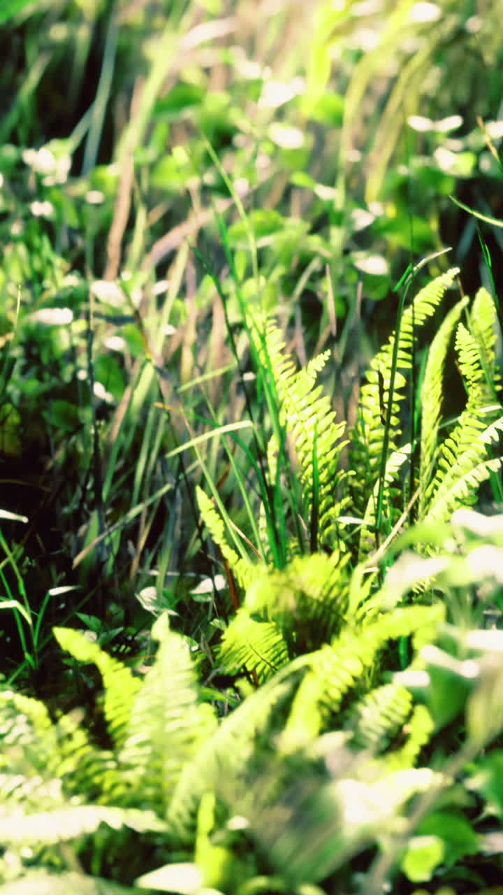 Lush green tropical foliage illuminated by sunlight in a serene setting