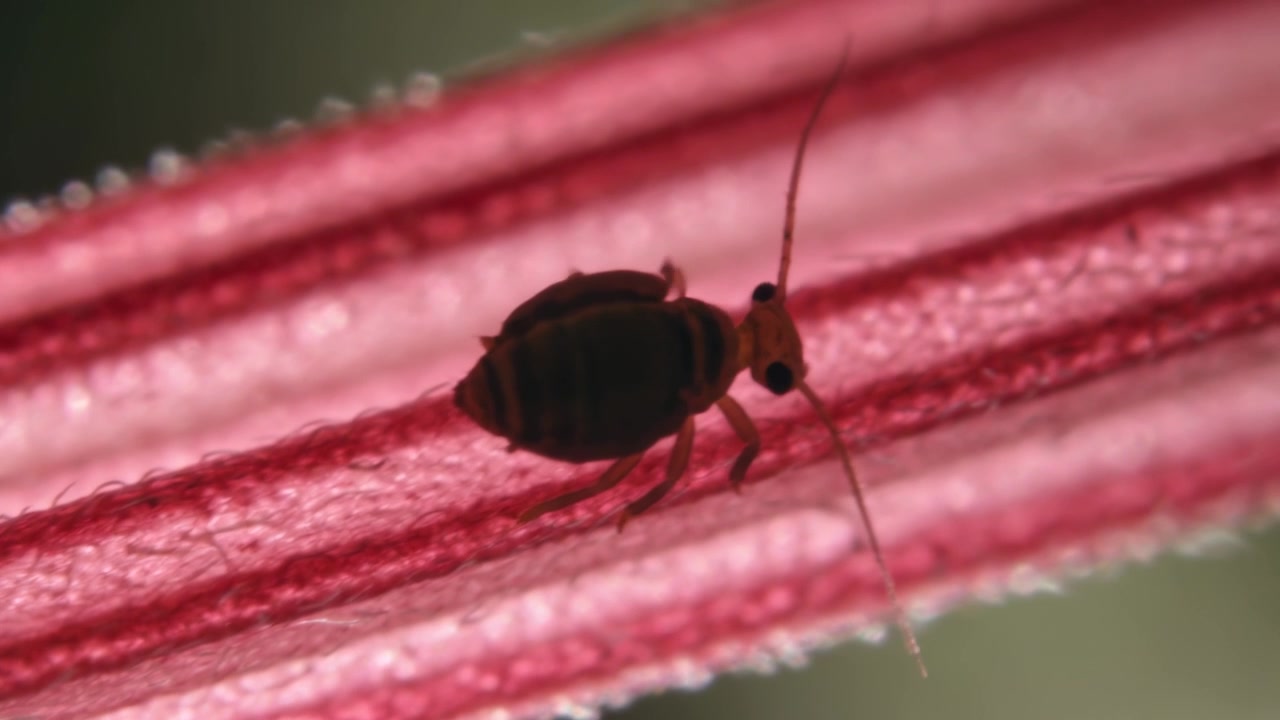 Crawling springtail probing pink filament in macro close-up, antennae contacting ridges and hairs