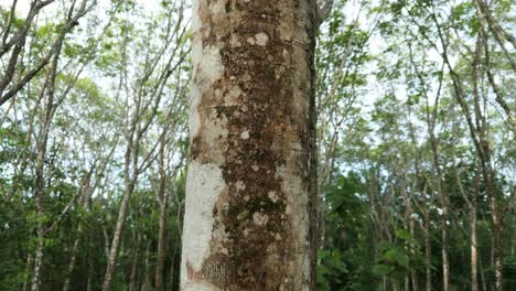 hevea brasiliensis, árbol de caucho de pará, árbol de sharinga, árbol de goma de seringueira, planta de caucho, corteza del tronco del árbol, producción de latex