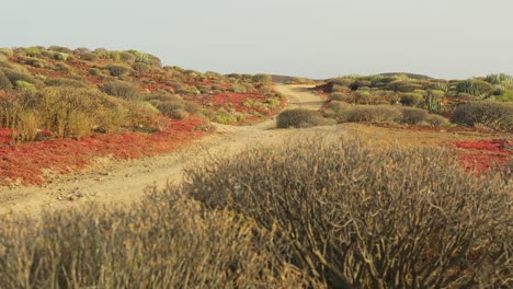 camino de tierra desierto sin gente en la isla de tenerife, vista en movimiento