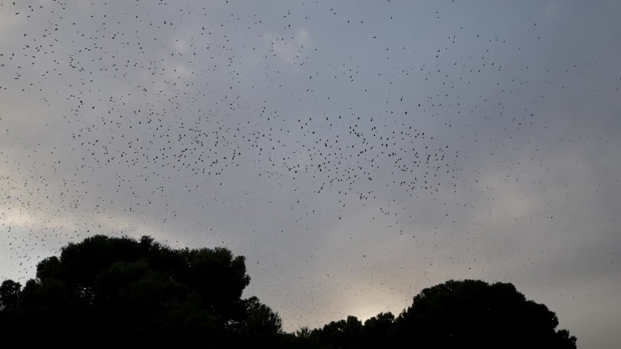 Starling flock flying over trees at sunset, Parque del Castillo Palomar, Zaragoza