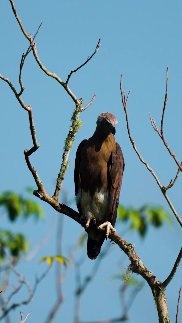 Una maestosa aquila pescatrice dalla testa grigia è appollaiata attenta su un ramo d'albero secco contro un cielo azzurro limpido in India. Ripresa cinematografica della fauna selvatica per documentari naturalistici e concetti di biodiversità.