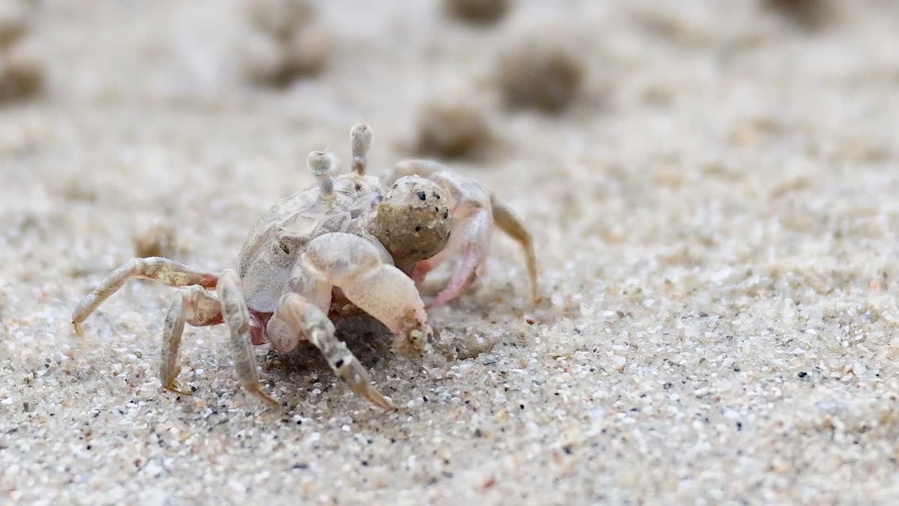 모래 해변을 가로질러 움직이는 유령 크래브