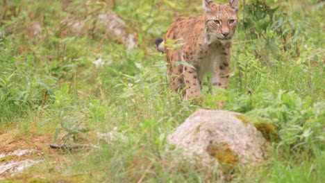 The-Eurasian-lynx-(Lynx-lynx)-in-the-forest.