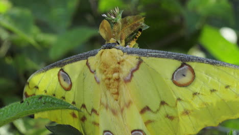 Polilla-Cometa-De-Madagascar-Toma-De-Medio-A-Primer-Plano-De-Mariposa-Sentada-Inmóvil-En-Un-Arbusto,-Fondo-Verdoso