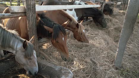 a flock of horses eating hay
