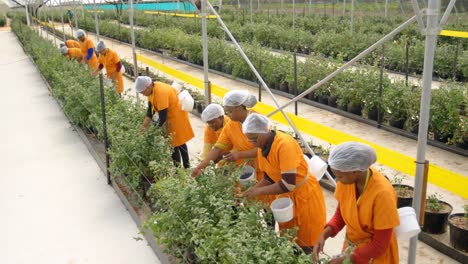 trabajadores recogiendo arándanos en la granja de arándanos 4k