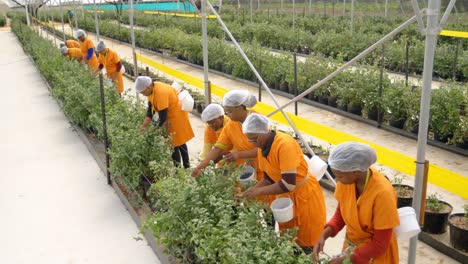 workers picking blueberries in blueberry farm 4k