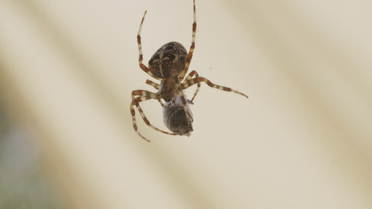 Close-up of a spider holding a bee wrapped in silk inside its web, resting still after catching its prey