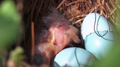 Extreme-Nahaufnahme-Eines-Neugeborenen-Vogelbabys,-Das-Sich-Um-Sein-Nest-Bewegt