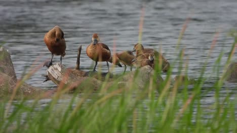 whistling duck - chicks - pond