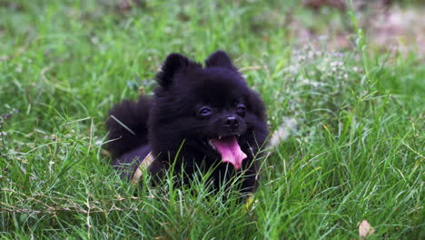 Feliz-Pomerania-Descansando-En-El-Jardín-Del-Patio-Trasero