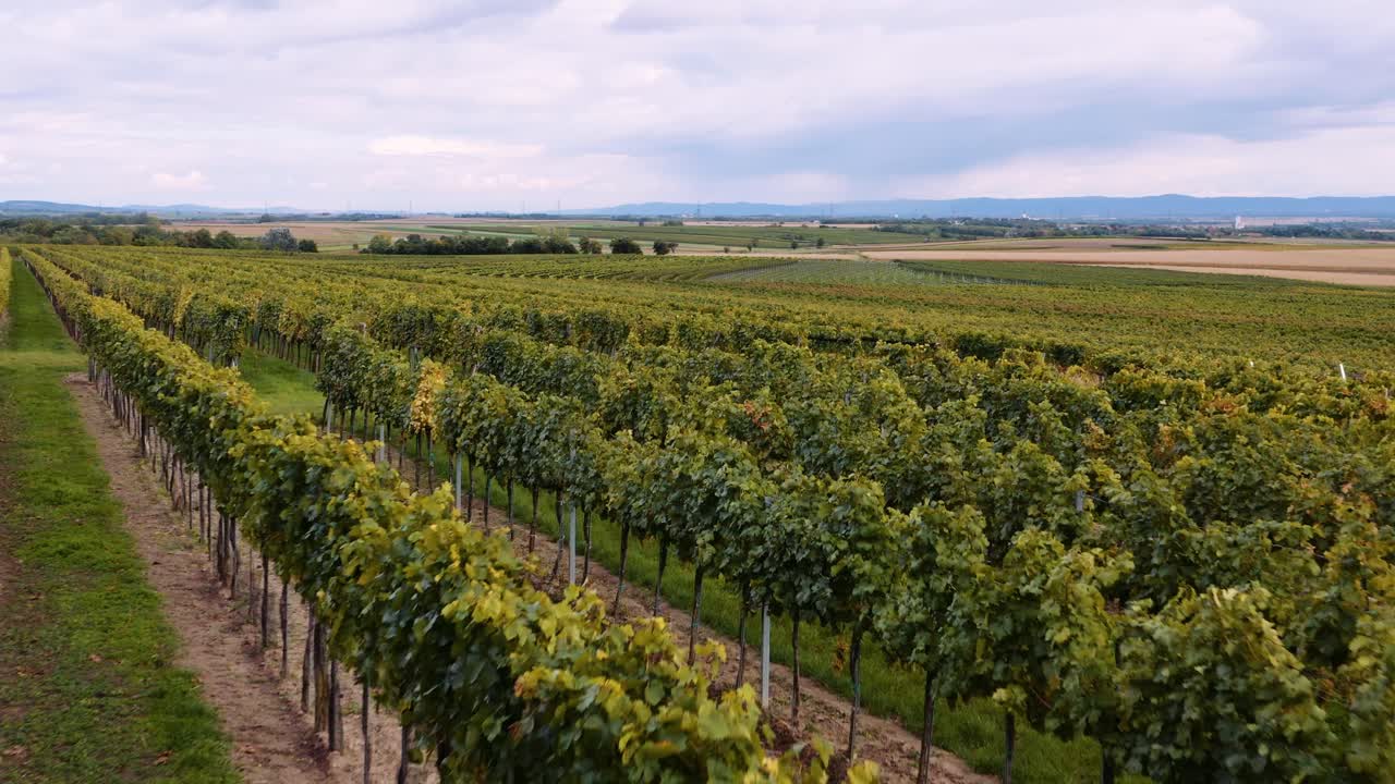 impresionante paisaje de viñedos en el campo austriaco, finca vinícola, antena