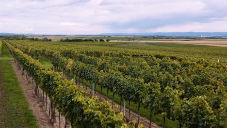 Stunning vineyard landscape in the Austrian countryside, wine farm, aerial