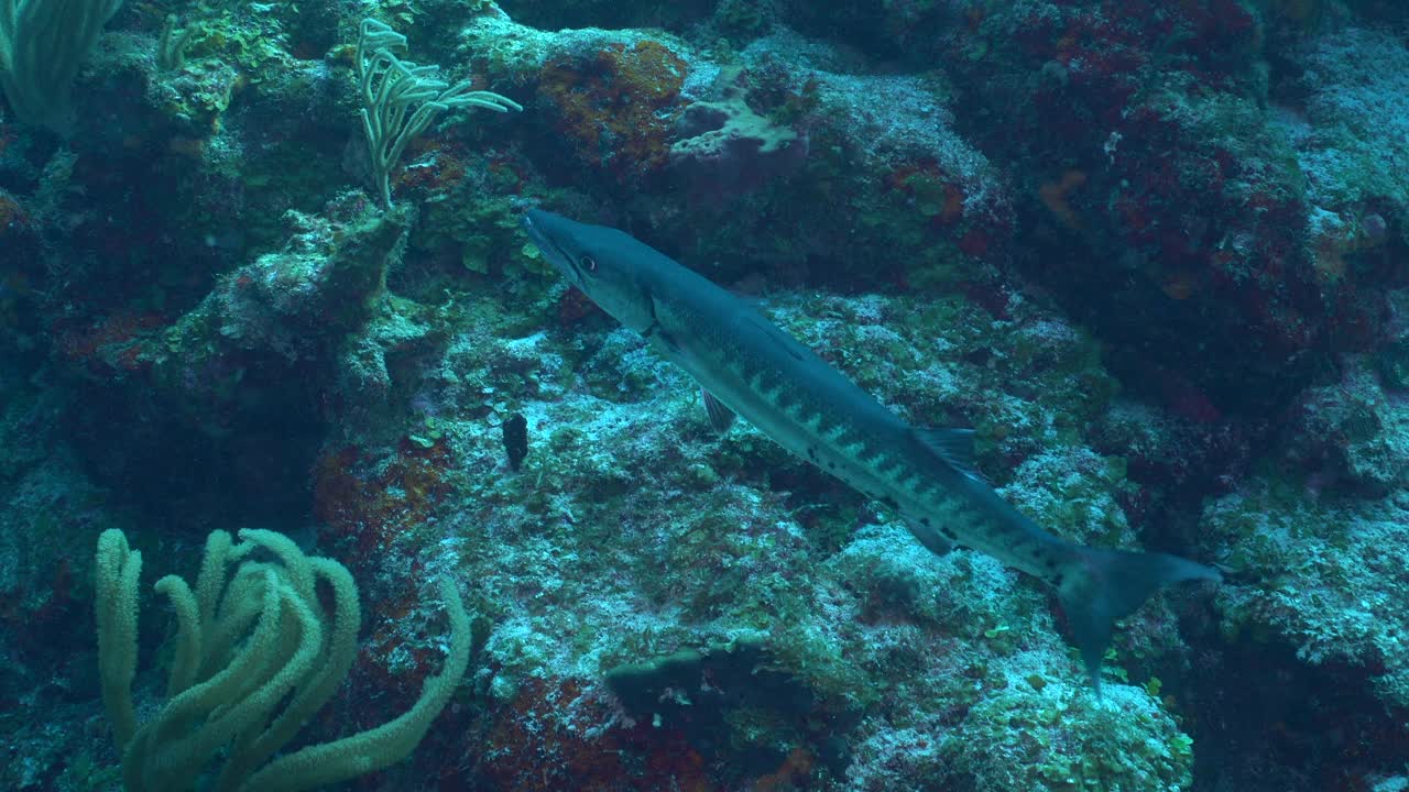 Shot of a large barracuda swimming slowly across the frame, while a small soft coral sways in the surge