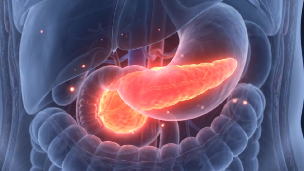 3D Medical Animation of Human Pancreas Function