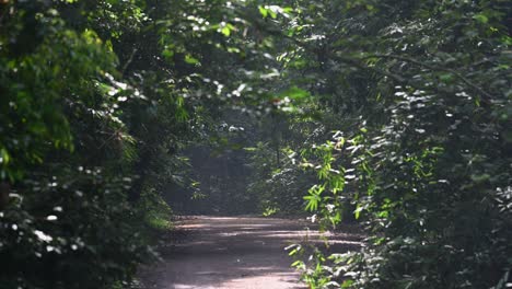 一條通往熱帶雨林深處的土路, 穿過三條溪流, 揭示了世界一流的野生動物和自然體驗