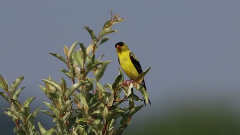 an american goldfinch sitting in a tree that is moving in the summer breeze